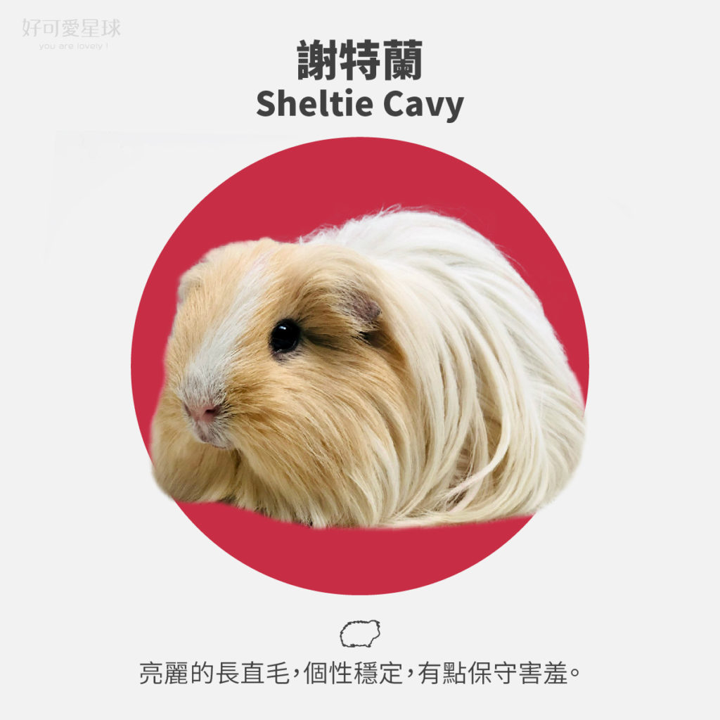 【台灣常見天竺鼠品種】來看你家天天是哪一種?