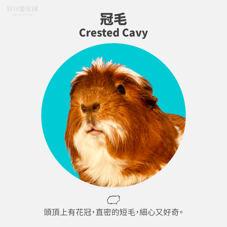 【台灣常見天竺鼠品種】來看你家天天是哪一種?