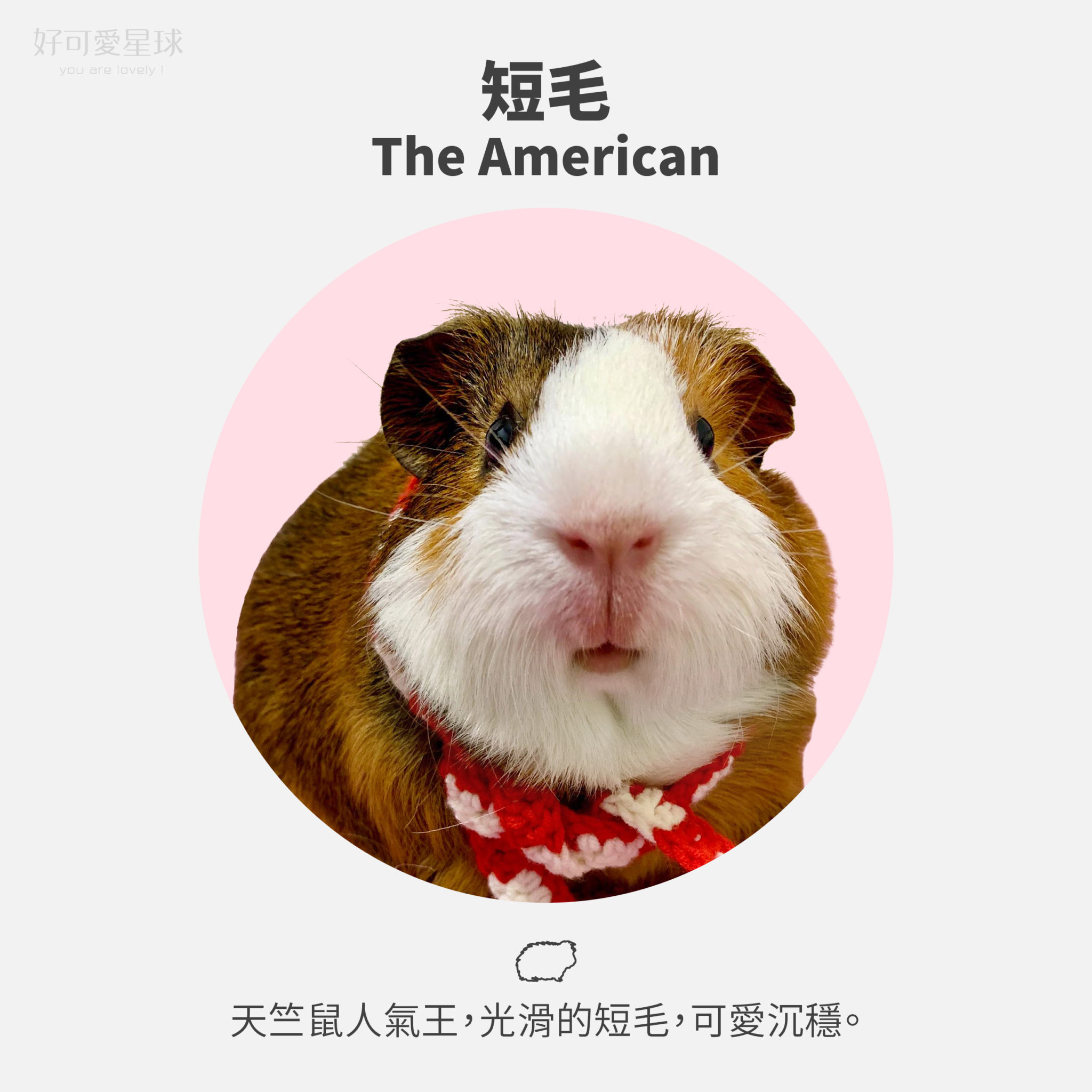 【台灣常見天竺鼠品種】來看你家天天是哪一種?