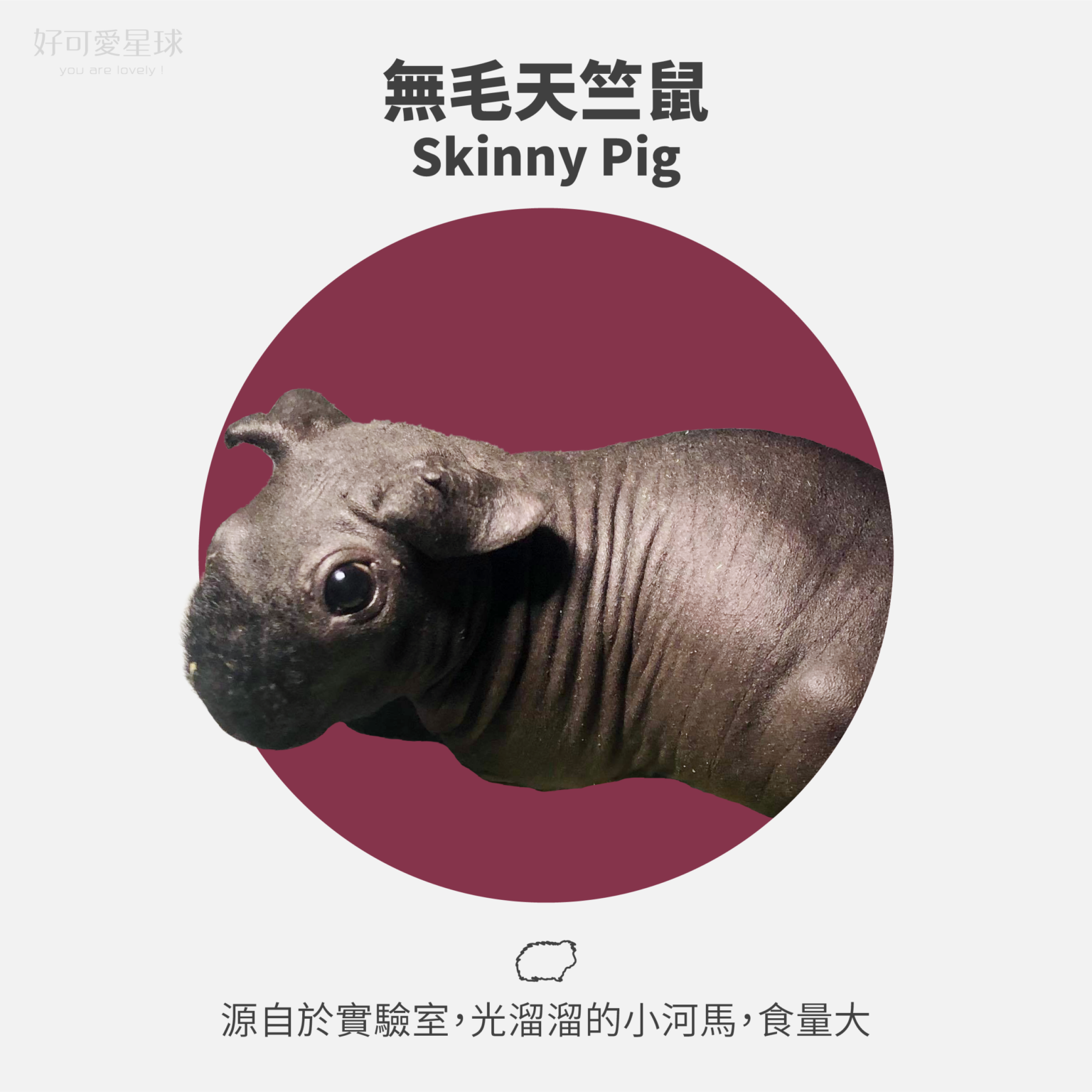 【台灣常見天竺鼠品種】來看你家天天是哪一種?