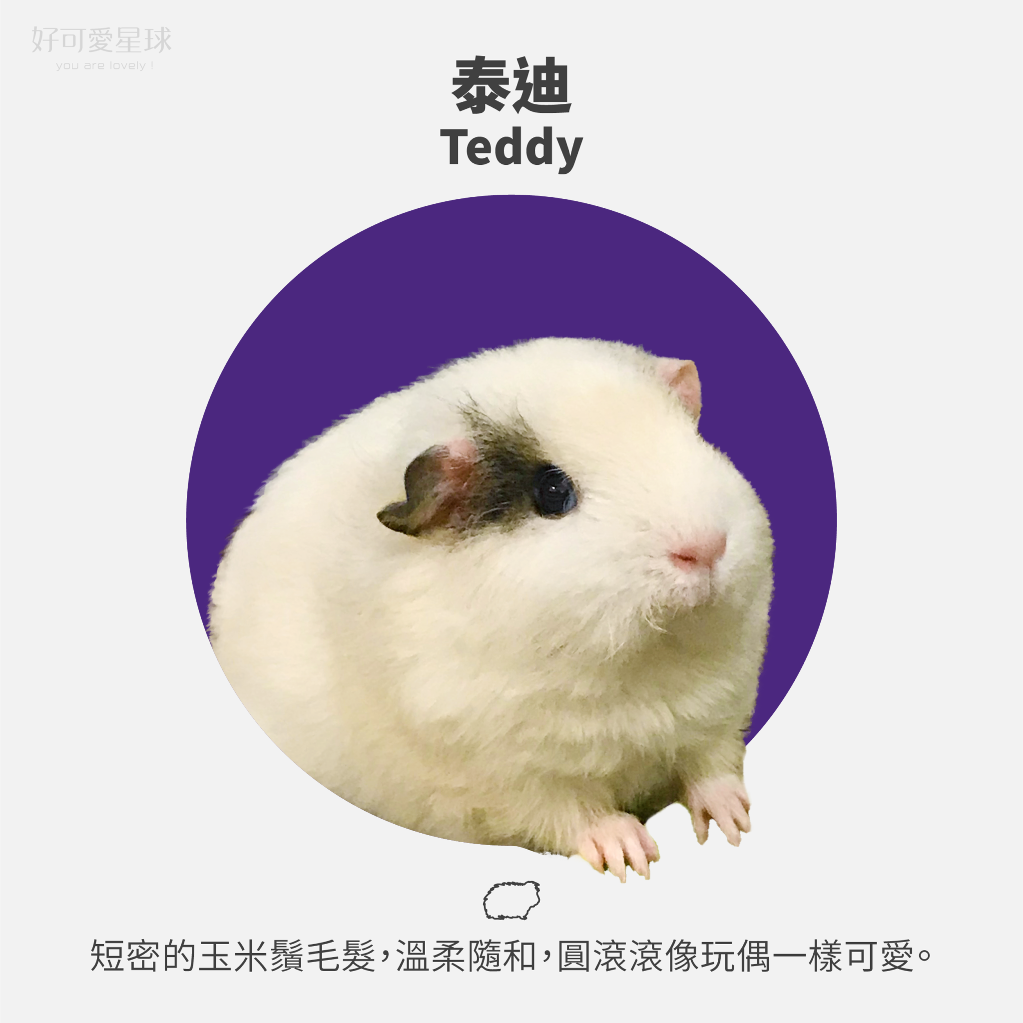 【台灣常見天竺鼠品種】來看你家天天是哪一種?