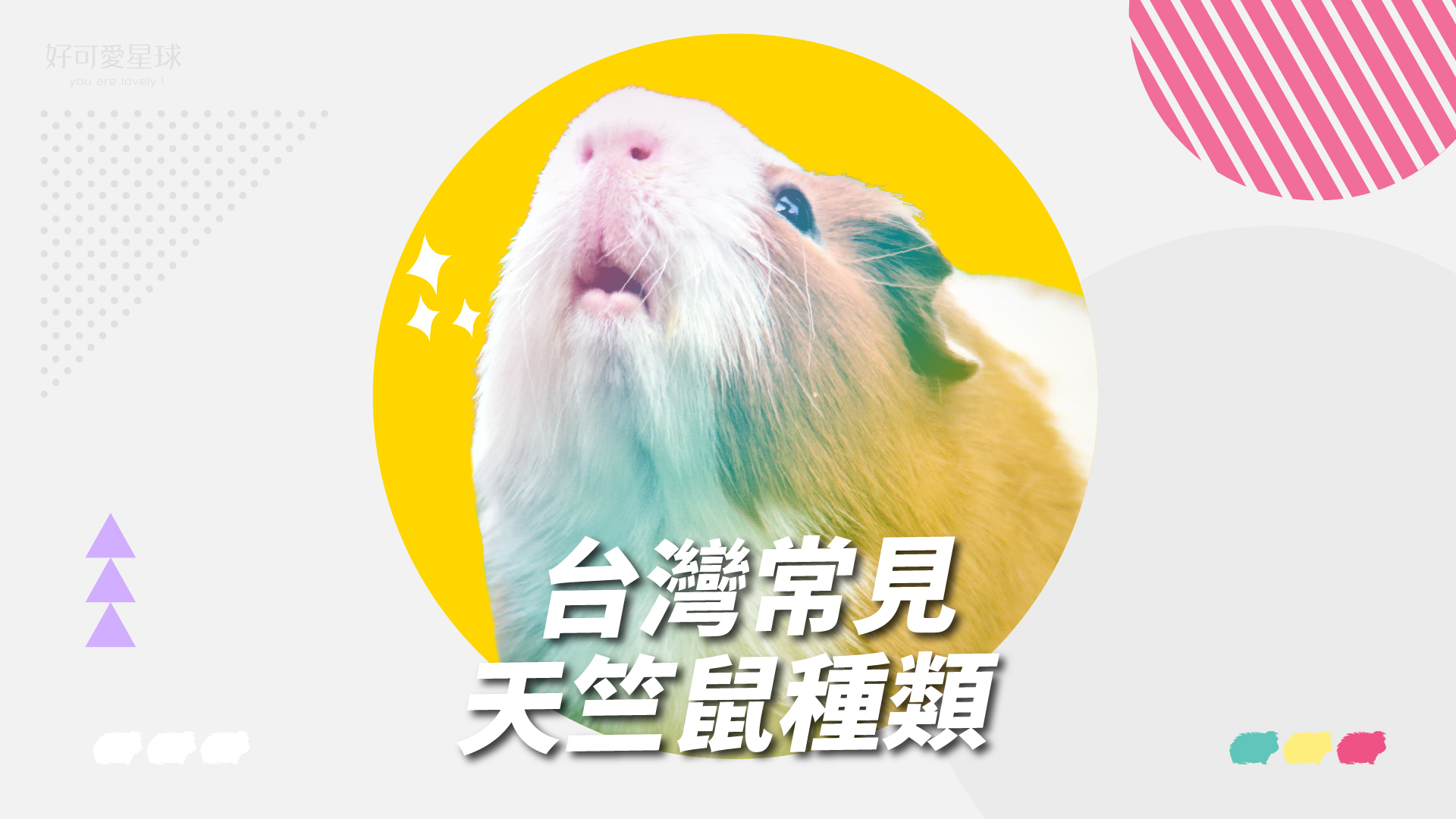 【台灣常見天竺鼠品種】來看你家天天是哪一種?