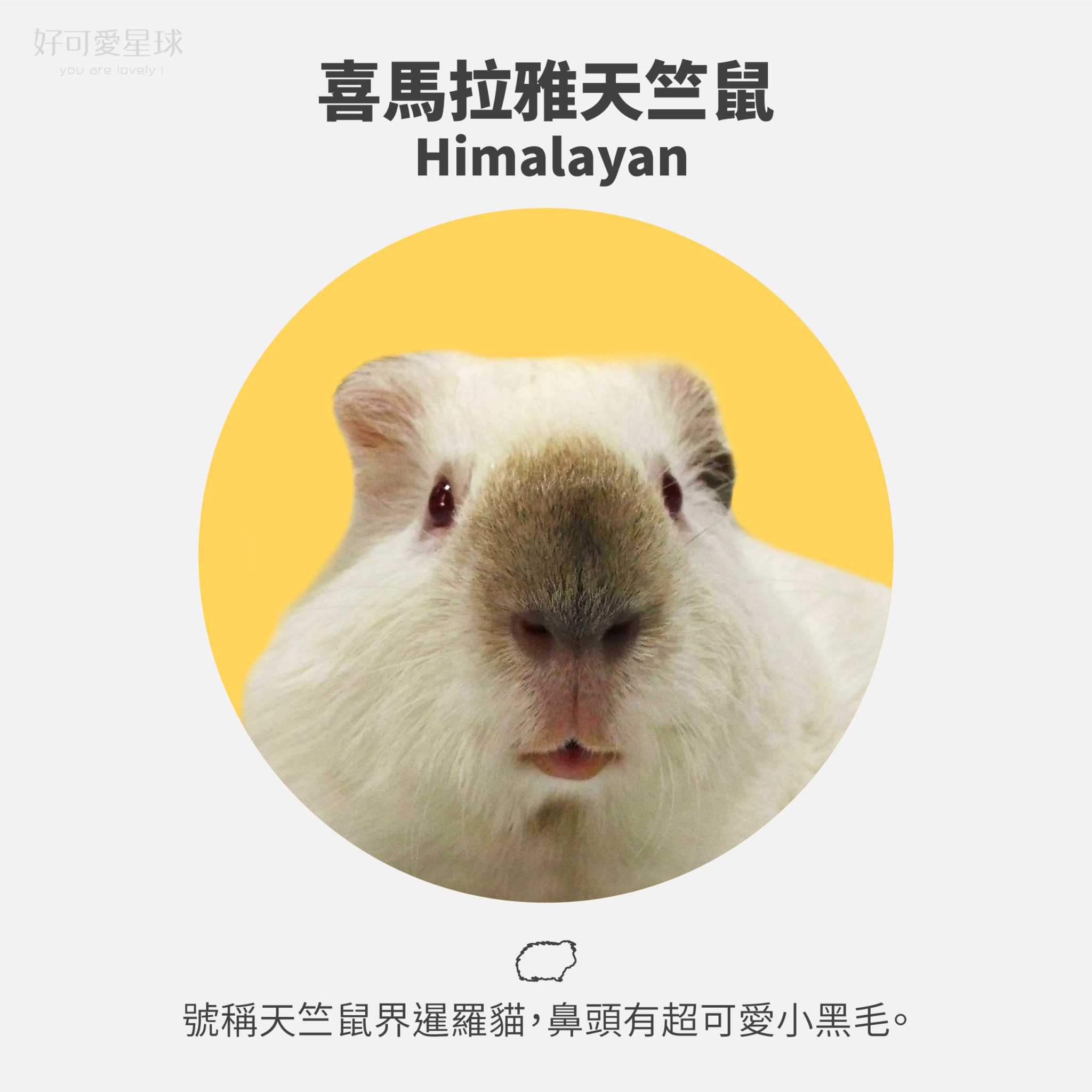 【台灣常見天竺鼠品種】來看你家天天是哪一種?