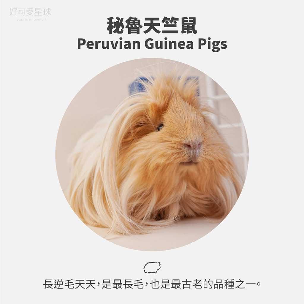 【台灣常見天竺鼠品種】來看你家天天是哪一種?