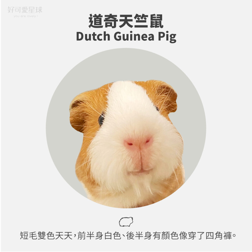 【台灣常見天竺鼠品種】來看你家天天是哪一種?
